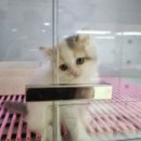 분당 요미독앤캣 강아지분양 고양이분양 이미지
