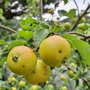 돌배황토 이미지