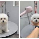 포메른 펫살롱 이미지