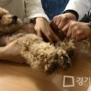 [1급과정] 반려동물관리사 1급 이미지