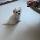 퍼피애견 | 울산 동구 강아지훈련 퍼피 시기 예방 교육의 중요성