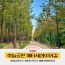 메타세콰이어길 이미지