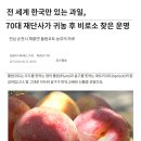 이색과일-플럼코트- 자두와 살구가 반씩 교배된 신품종 과일-전남순천 해룡면 농장 이미지