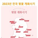 2023년 전국 벚꽃 개화시기 이미지