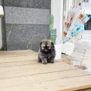 착한애견분양강아지 수원광교본점 이미지