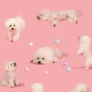 에꼴드펫 이미지