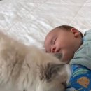 고양이집사 이미지