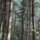 사계절 보약 같은 ‘치유의 숲’, 양평 산음자연휴양림 이미지