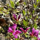 팔공산금화자연휴양림 이미지