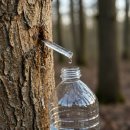 고로쇠마을 | 🌳 고로쇠물 효능, 봄철 보약으로 불리는 이유가 있다!