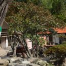 사철나무집민박 이미지