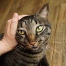 쓰담쓰담 이미지