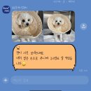 나음동물메디컬센터 | 대구 본동물메디컬센터 슬개골 수술 후기(외상성 탈구)