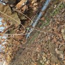 포도나무 가지치기.... 이미지