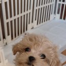 로얄독 강아지분양 화성동탄점 이미지