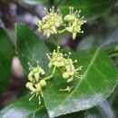 사철나무집 이미지