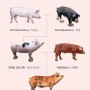 영미트팜 이미지