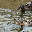 청둥오리 이미지