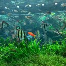 아쿠아가든카페 양재점 | 롯데월드몰 카페 잠실 아쿠아가든 입장료 어항 수조