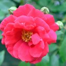 개나리공원 이미지