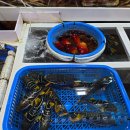 민자인 | 포장 할인에 서비스까지 푸짐한 주문진 수산시장 민자횟집 후기