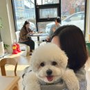 콜프로스터스 이미지