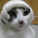 그거사전 16 | 과일상자 속 사과·배 포장한 그물 같은 거…근데 그거 뭐지? 이미지