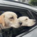 펫택시콜 이미지