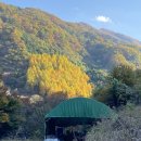 황금물결 이미지