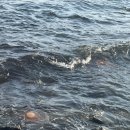 구룡포장길리민박 이미지