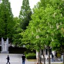 마로니에 이미지