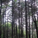 축령산 이미지