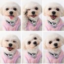 케니애견돌봄센터 이미지