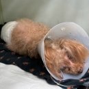 퍼스동물병원 | 14살 강아지 자궁축농증 수술 일기