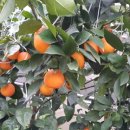 가영농장 이미지