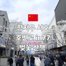 77 | 항저우 서호 호빈로 벚꽃산책 in77거리 후기와 가는방법