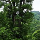 은행나무민박 이미지