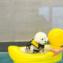 도그-in 하우스 이미지