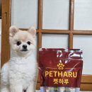 황금 펫 수제간식 | 강아지보양식 추천 국내 최초 삼채 함유 펫하루 강아지 삼채 오리 수제간식 솔직 후기