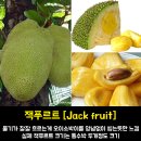 과일 정리4 (~fruit로 끝나는 과일들) 이미지