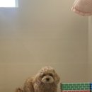 두두펫케어 이미지