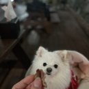 베르데펜션