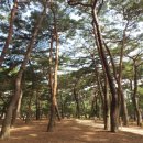 송림투어