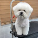 퍼피루시드 이미지