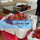 강릉 사천 유명한 딸기 맛집 농장 &#39;이영돈딸기농장&#39;