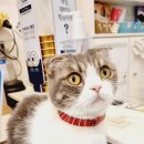 신통방통 동물병원 이미지