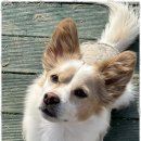 댕댕이의 하루 이미지