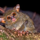 2025년 인도네시아 마나도 탕코코 자연 보호구역 여행 가이드 이미지