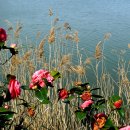 녹산수문공원 이미지