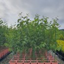 잭큐몬티 도랜보스 자작나무, 엘우디(침엽수) 판매 이미지